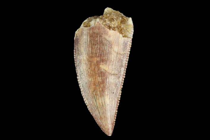 Serrated, Raptor Tooth - Beautiful Tooth #124787